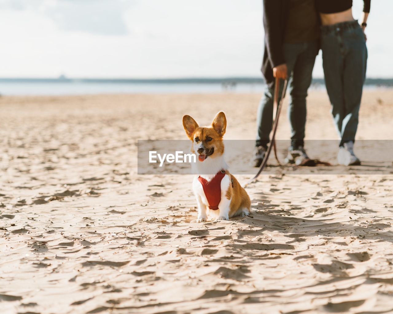 Cropped image of romantic couple walking in beach with dog. young woman and man are having fun