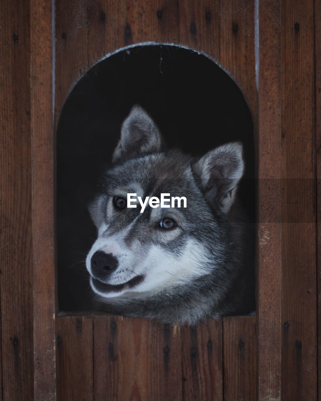 Close-up portrait of a husky dog