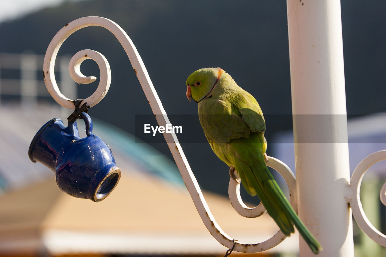 TWO BIRDS PERCHING ON METAL