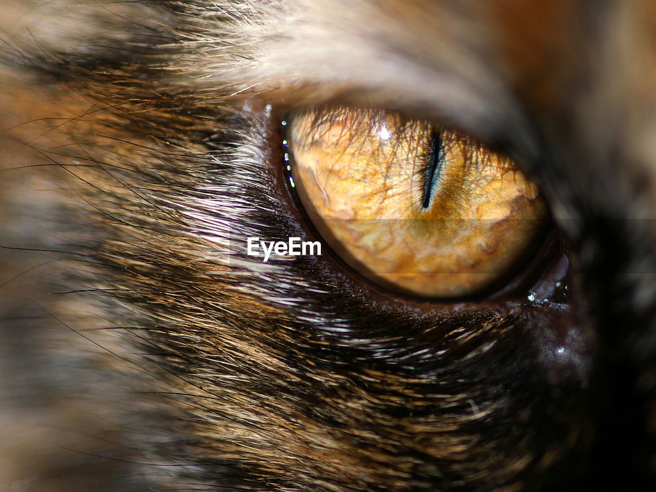 Extreme close-up of cat