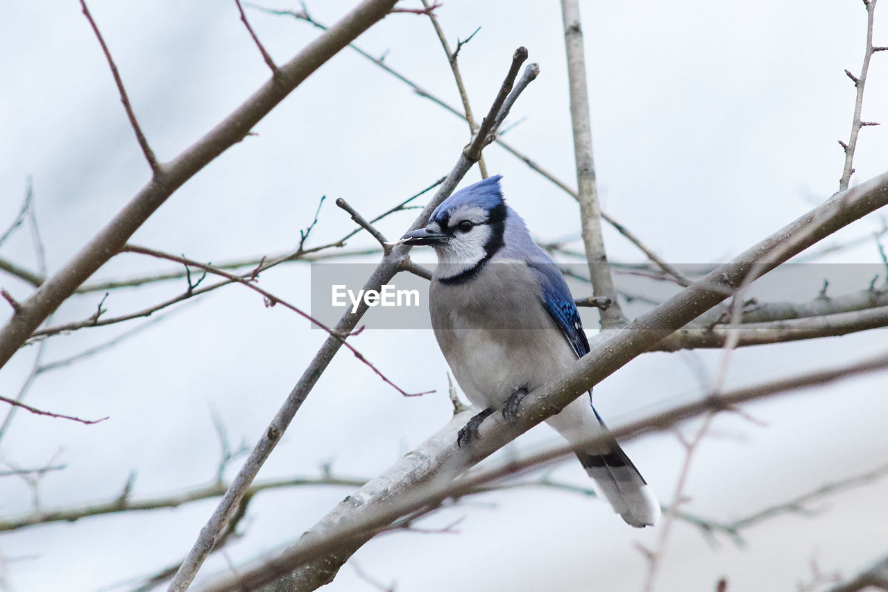 LOW ANGLE VIEW OF BIRD PERCHING ON TREE