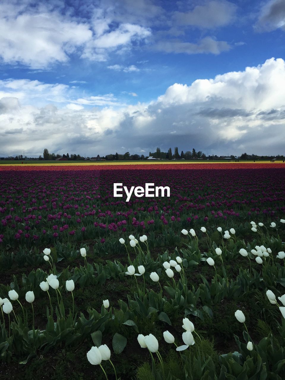 Scenic view of colorful tulip plantation against sky