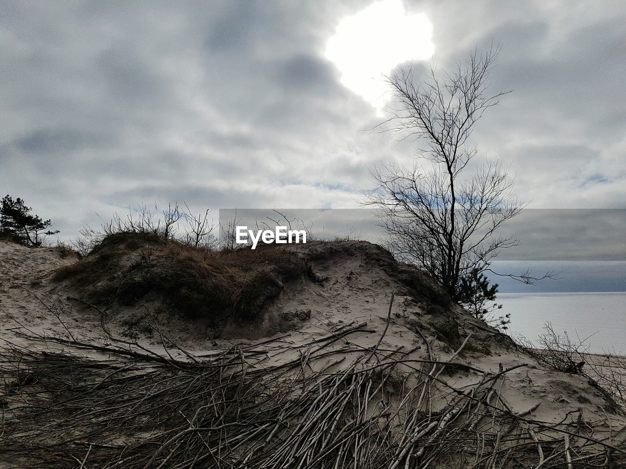 CLOSE-UP OF TREE AGAINST SKY