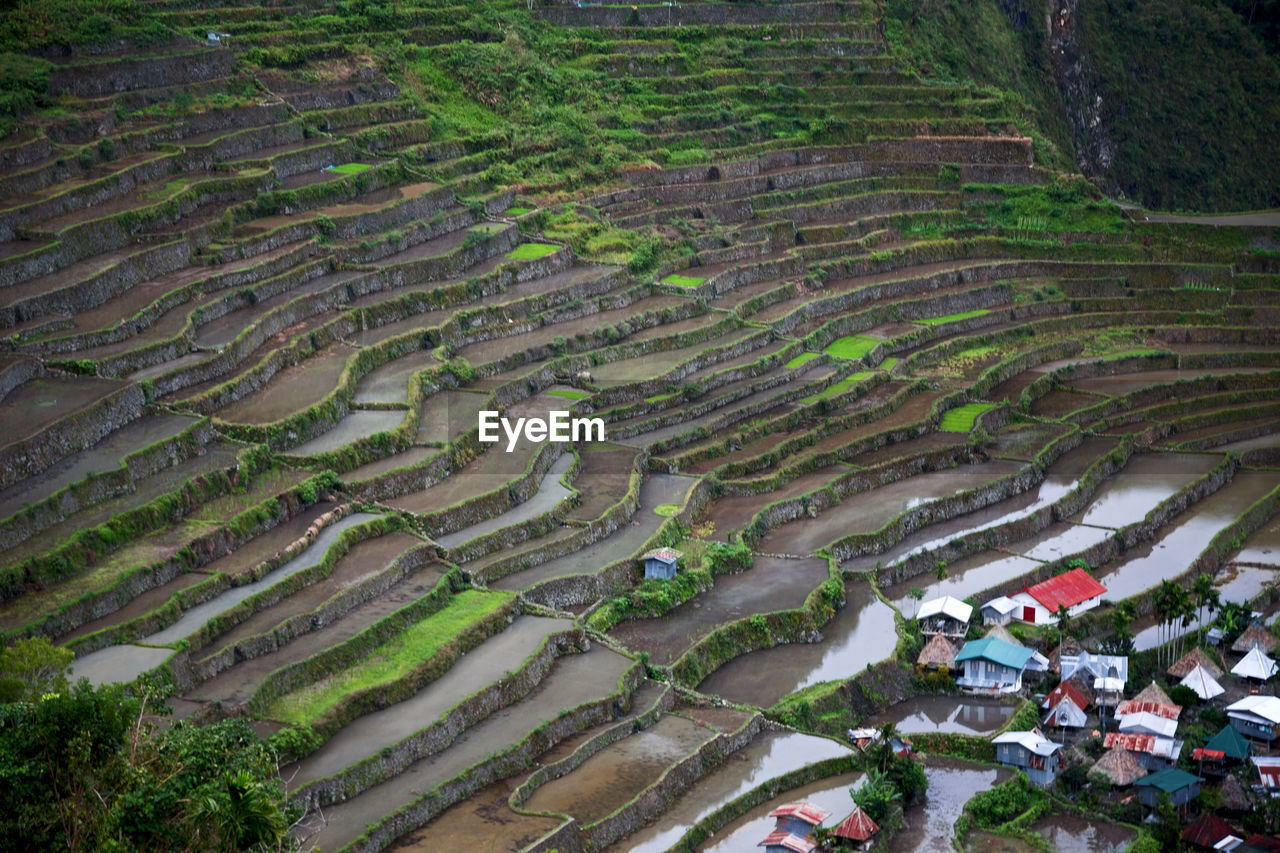 HIGH ANGLE VIEW OF RICE FIELDS