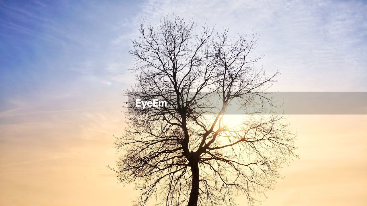 LOW ANGLE VIEW OF SILHOUETTE BARE TREE AGAINST SKY