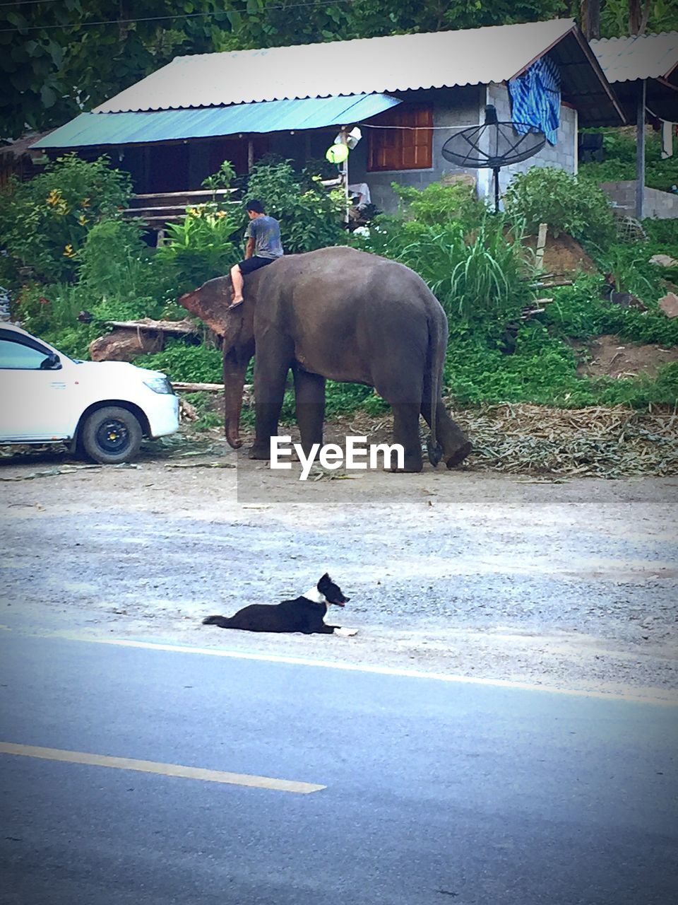 SIDE VIEW OF CAT WALKING ON ROAD