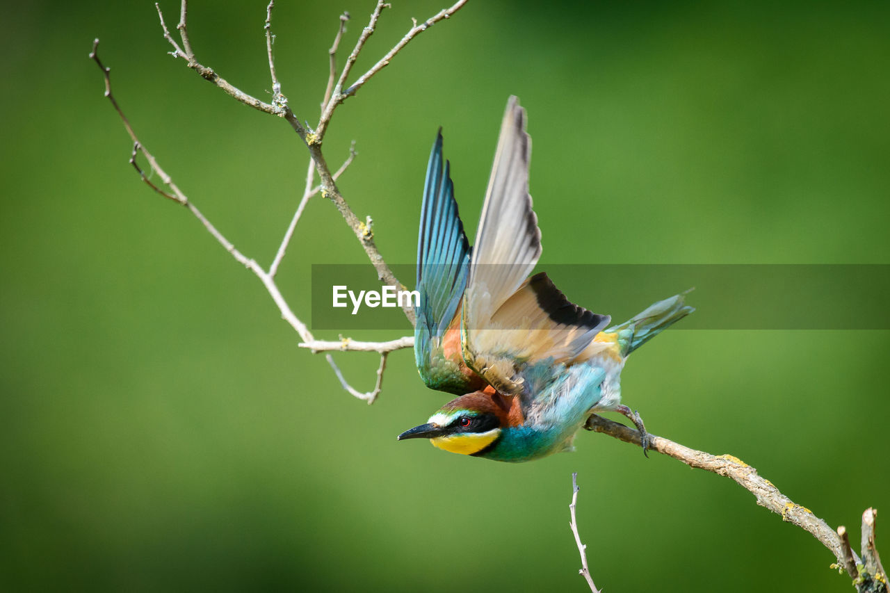 CLOSE-UP OF HUMMINGBIRD PERCHING ON LEAF