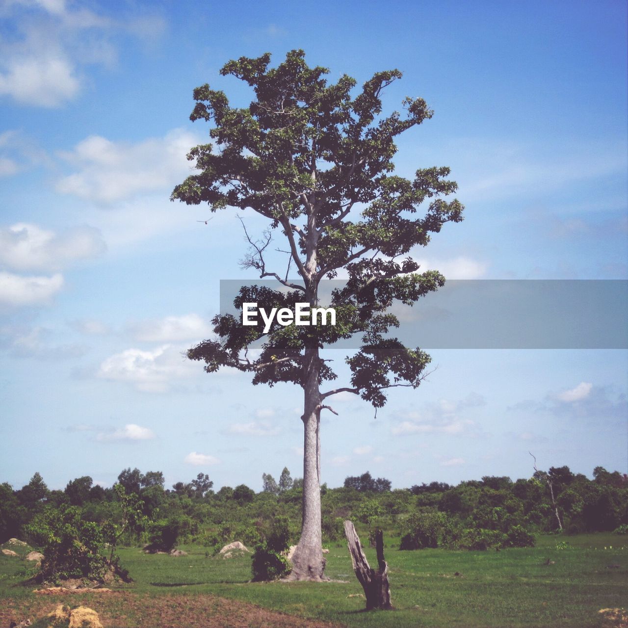 Single tree in meadow