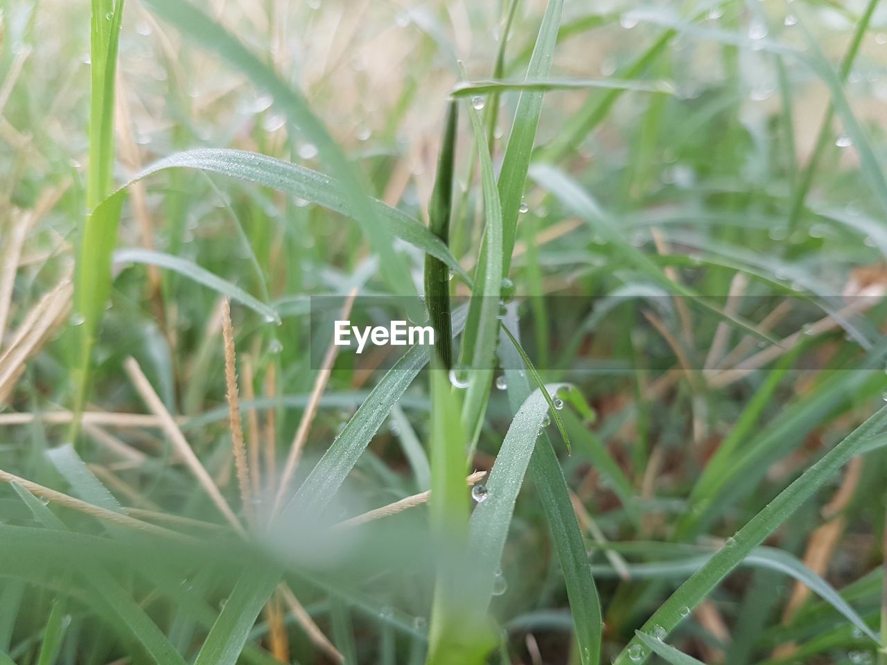 CLOSE-UP OF LEAVES