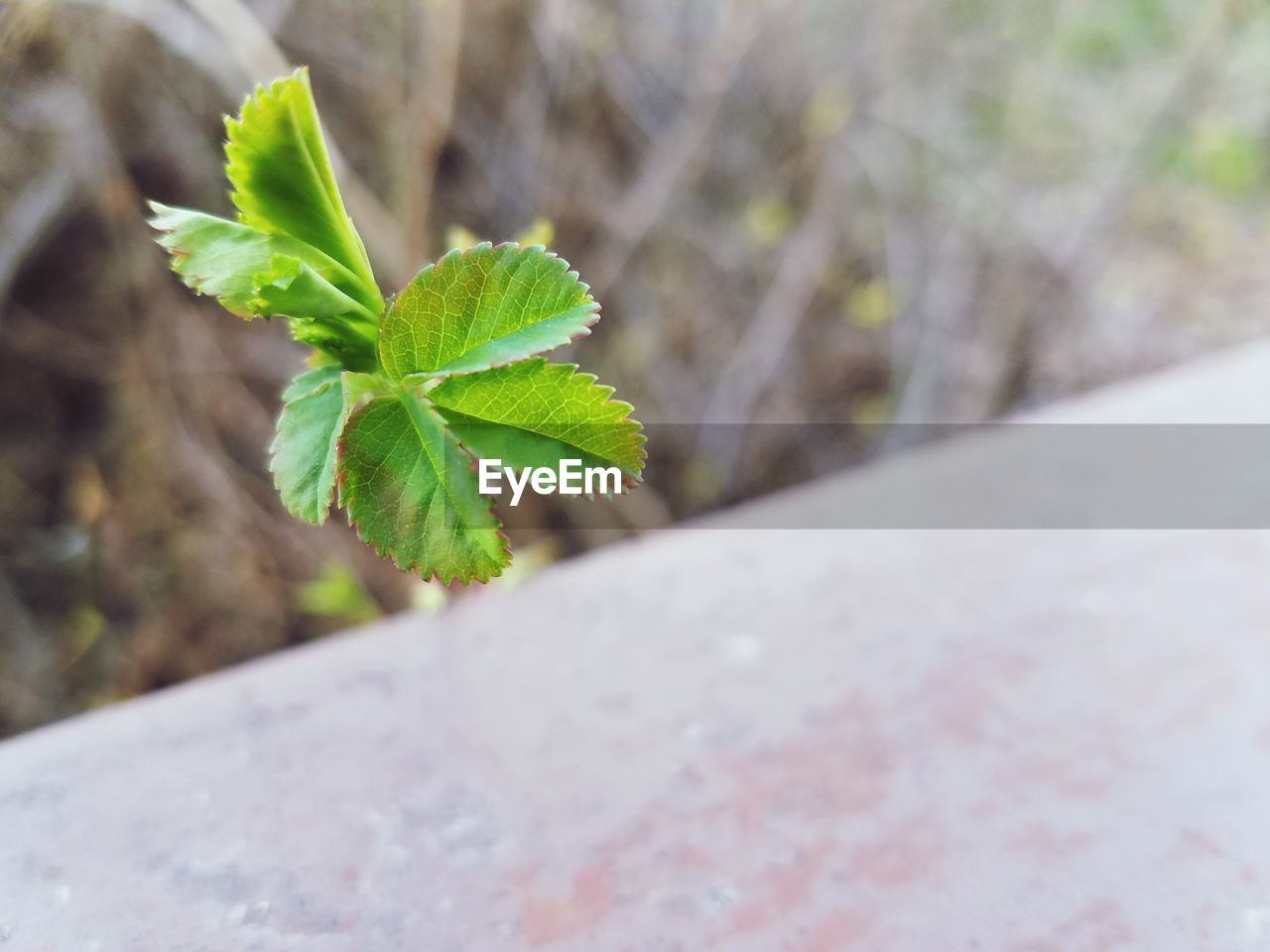 Close-up of plant growing outdoors