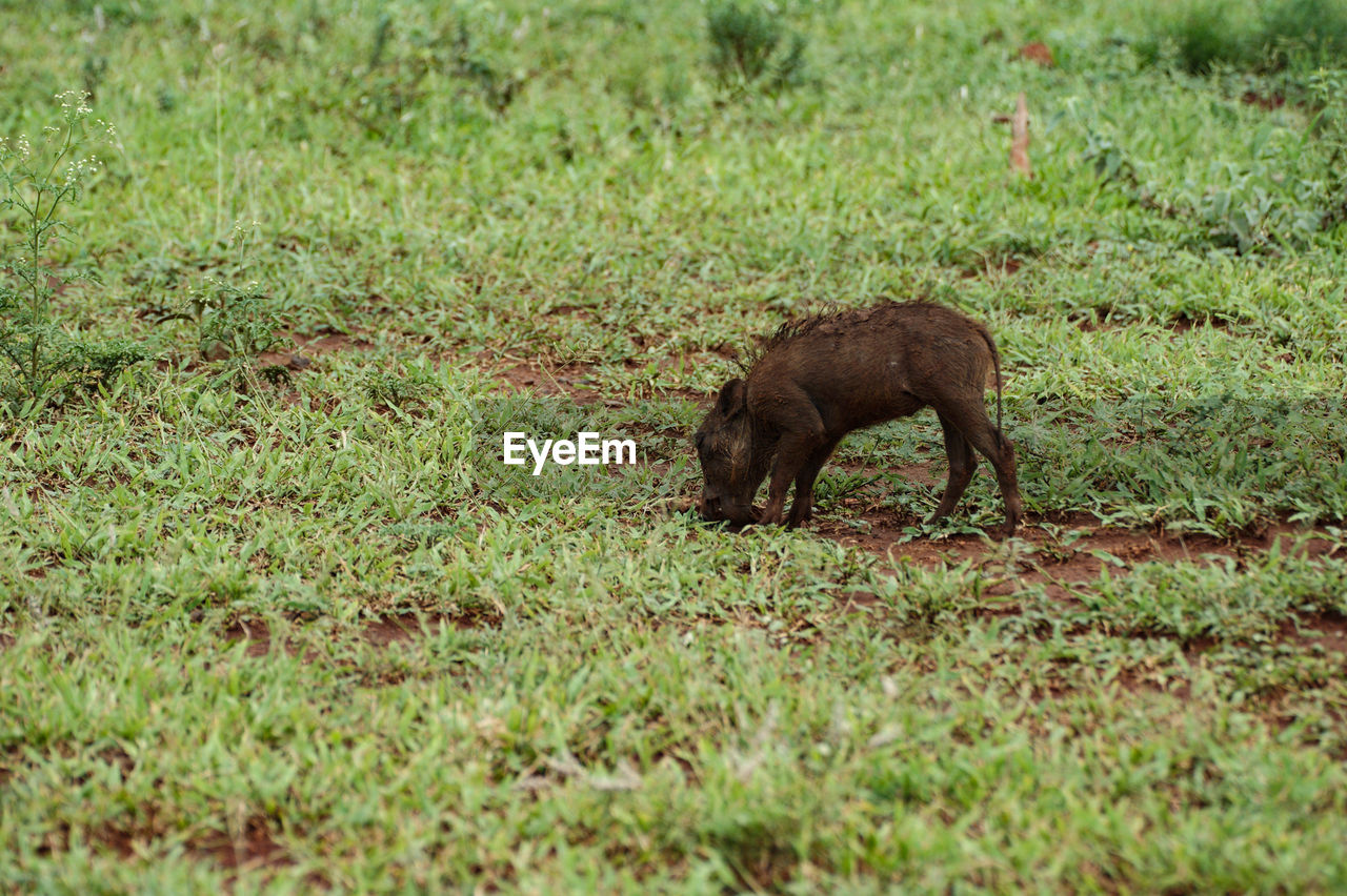 animal, animal themes, grass, one animal, mammal, animal wildlife, plant, wildlife, no people, nature, green, field, land, day, outdoors, side view