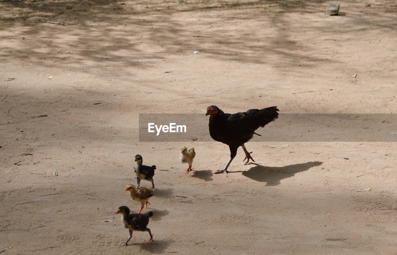 Black chicken mom with her kids running on sandy ground. 