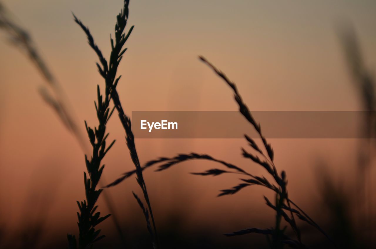 CLOSE-UP OF SILHOUETTE PLANTS AGAINST SKY DURING SUNSET