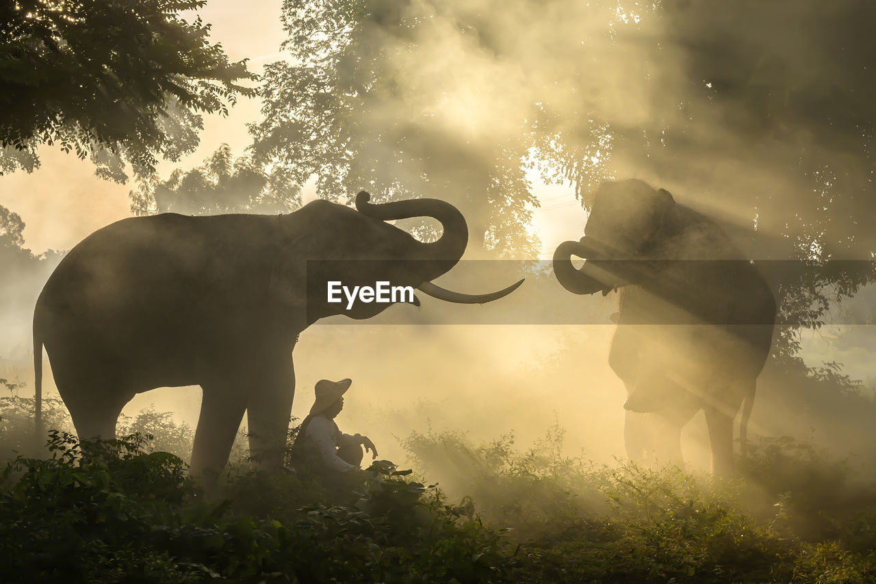 Man sitting with elephant in forest during sunrise
