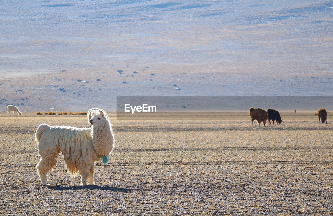 Llama standing on ground