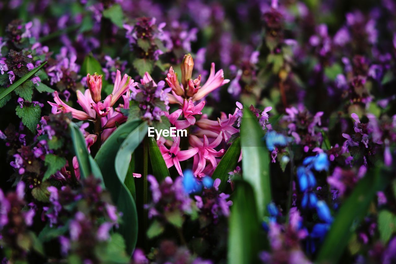 CLOSE-UP OF PURPLE FLOWERING PLANTS