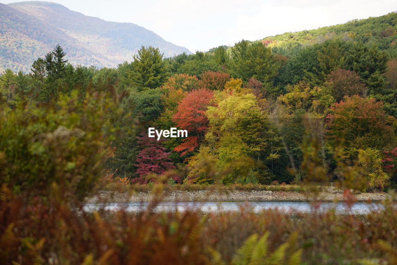 Scenic view of lake in forest during autumn