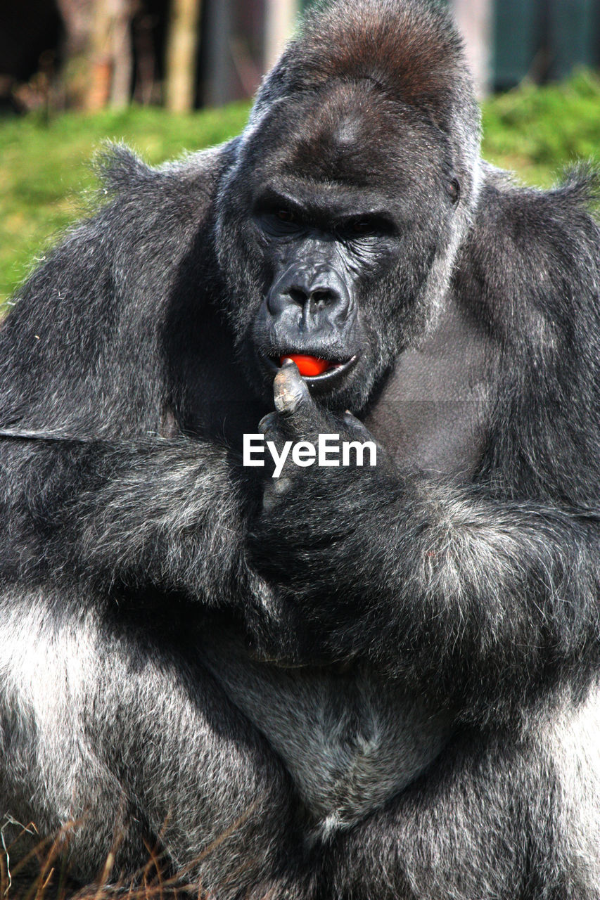 Close-up of gorilla eating fruit