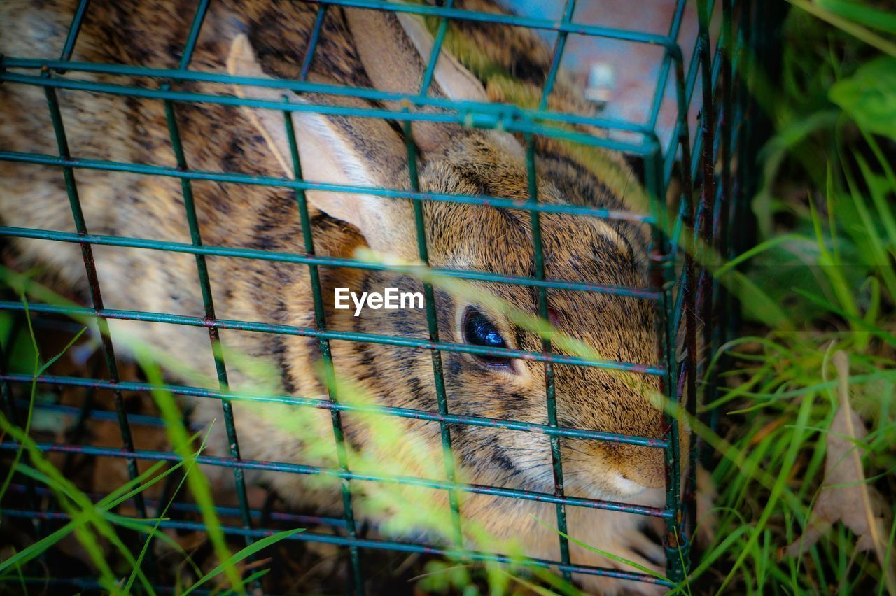 High angle view of rabbit in cage on field