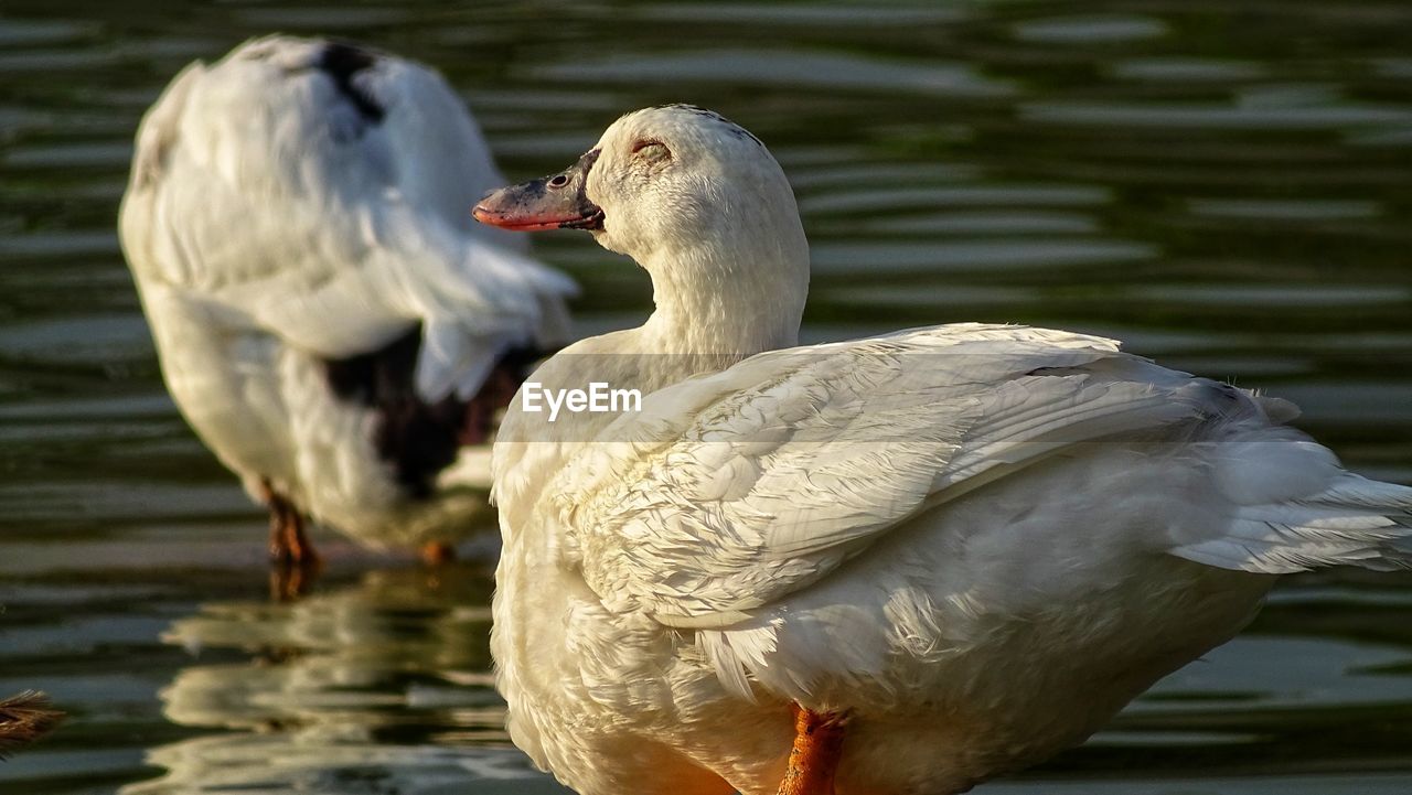 CLOSE-UP OF DUCK