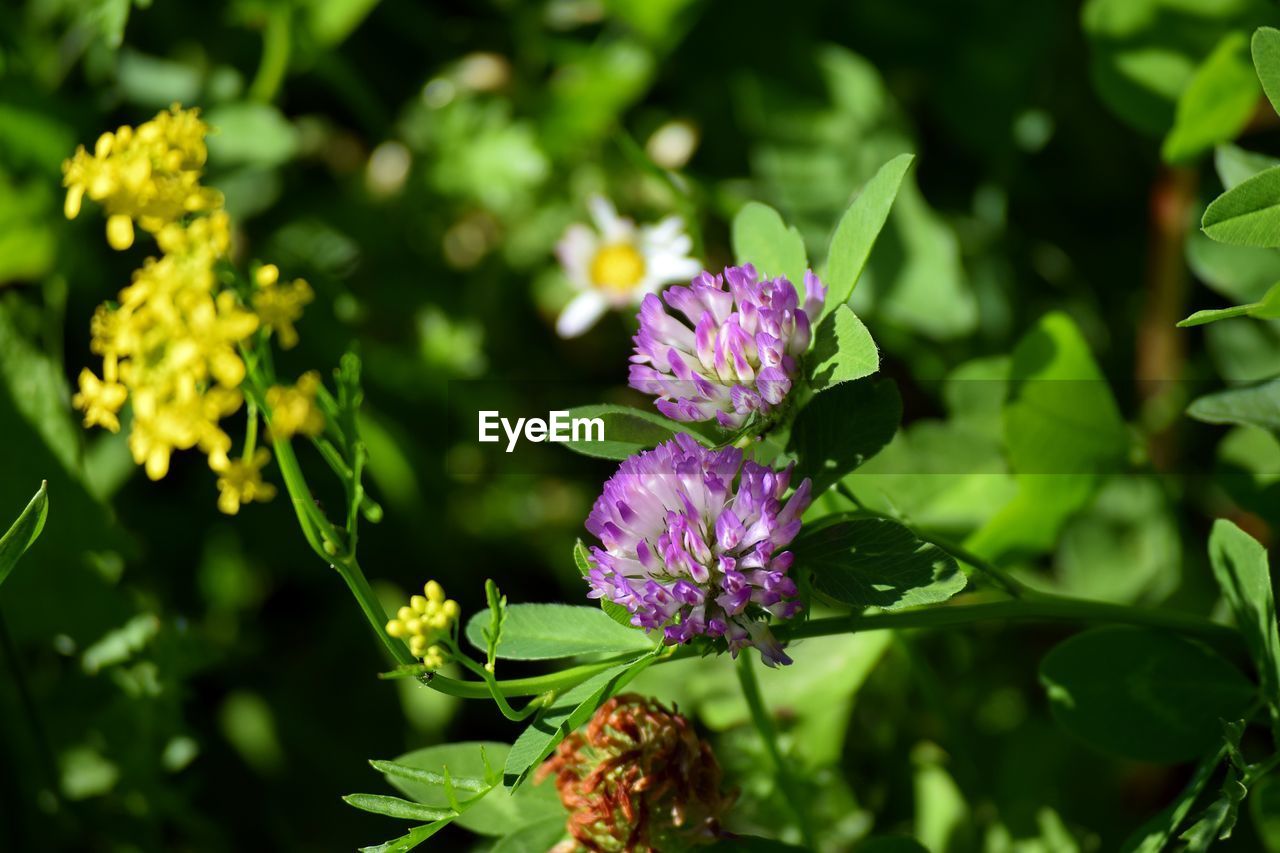 Close-up of purple flowers blooming outdoors