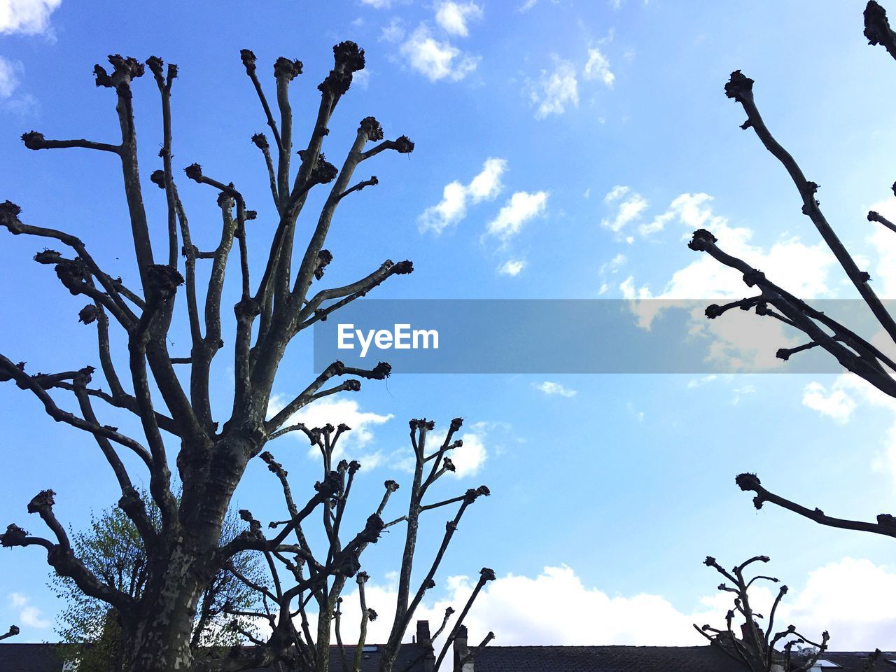 LOW ANGLE VIEW OF BARE TREES AGAINST SKY