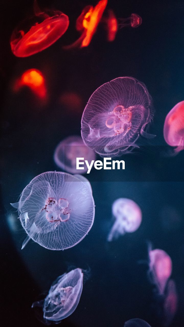 CLOSE-UP OF JELLYFISH SWIMMING IN WATER