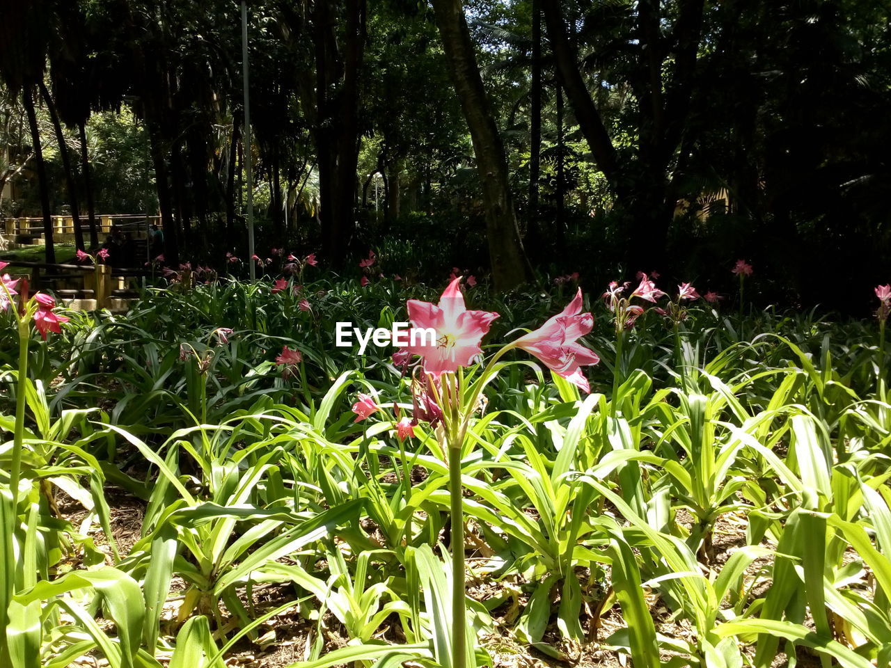 CLOSE-UP OF PINK FLOWER PLANTS