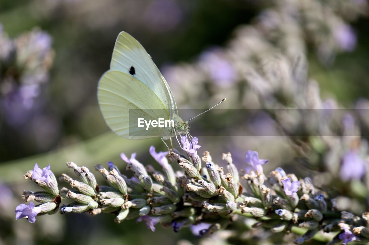 Close-up of butterfly pollinating on flower