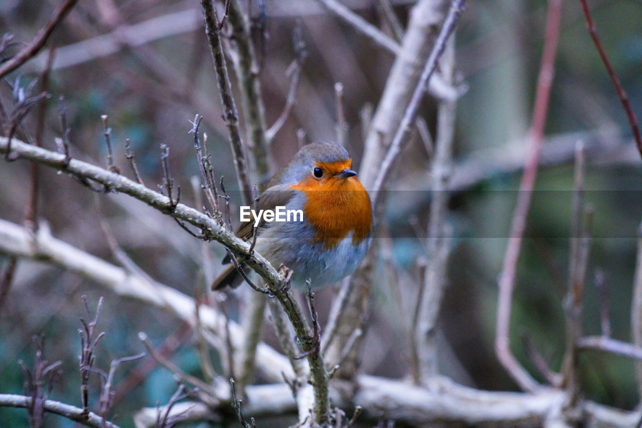 bird, animal wildlife, animal themes, animal, nature, wildlife, tree, one animal, branch, robin, perching, plant, winter, beauty in nature, no people, beak, cold temperature, focus on foreground, outdoors, snow, selective focus, bare tree