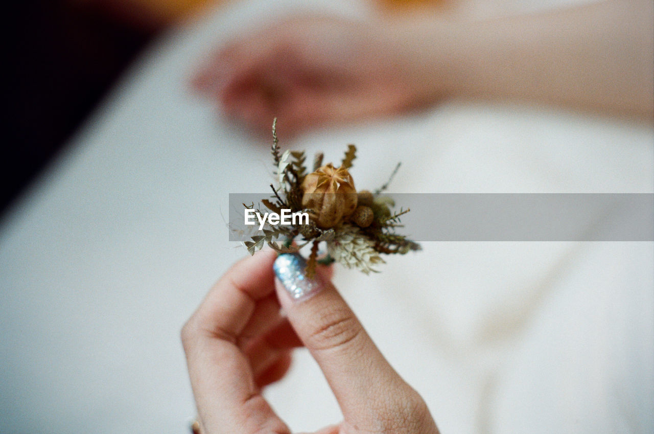 Cropped hand of woman holding plant