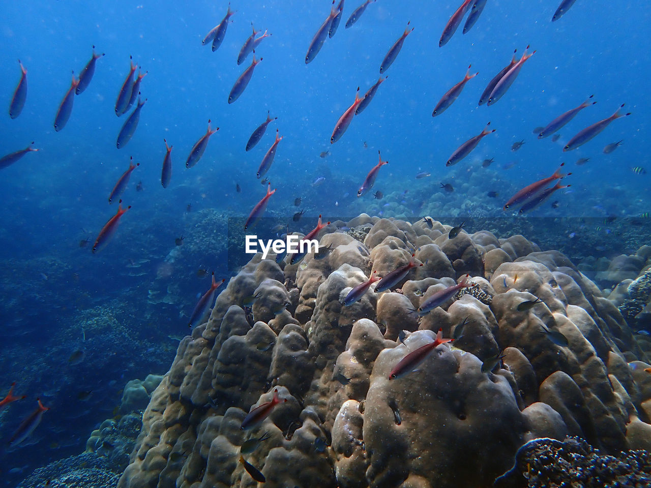 Flock of fish swimming in sea