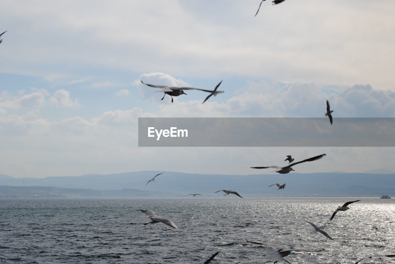 SEAGULLS FLYING OVER SEA