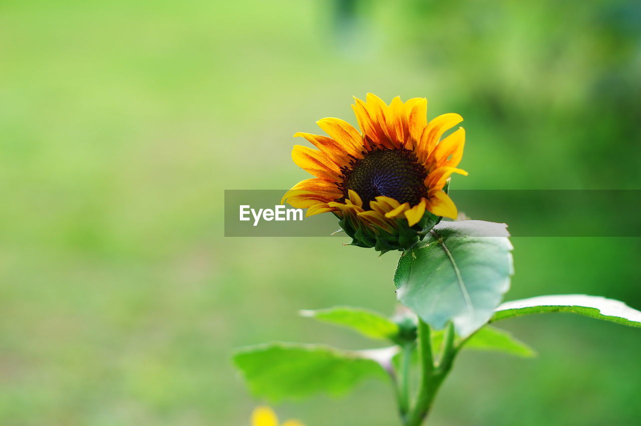 CLOSE-UP OF YELLOW FLOWER