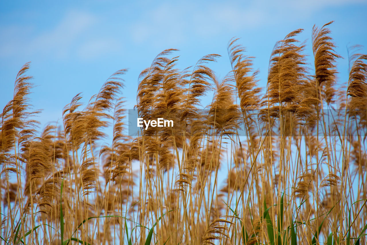 close-up of wheat growing on field