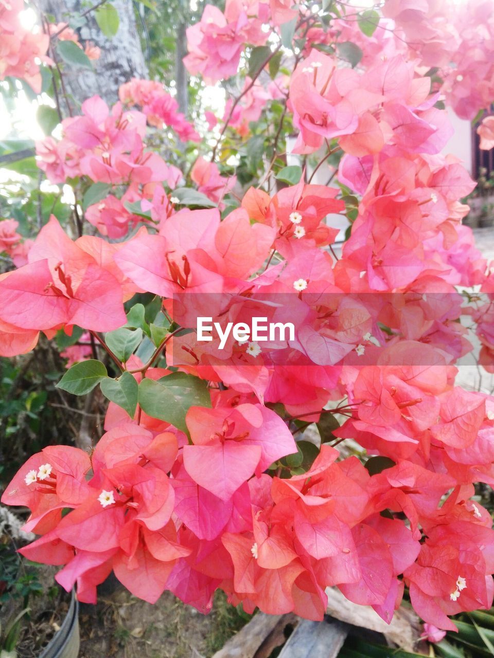 CLOSE-UP OF PINK ROSE FLOWERS