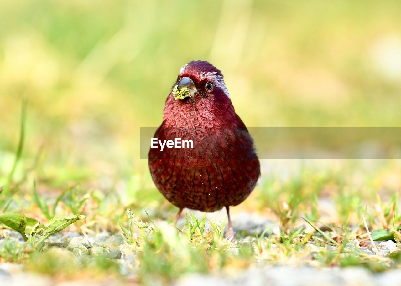 CLOSE-UP OF A DUCK ON FIELD