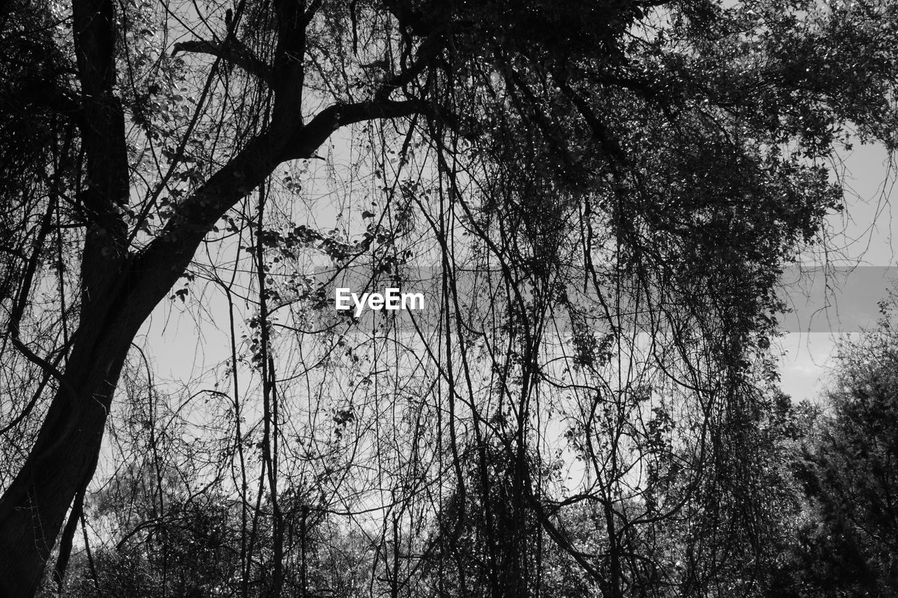 LOW ANGLE VIEW OF BRANCHES AGAINST SKY