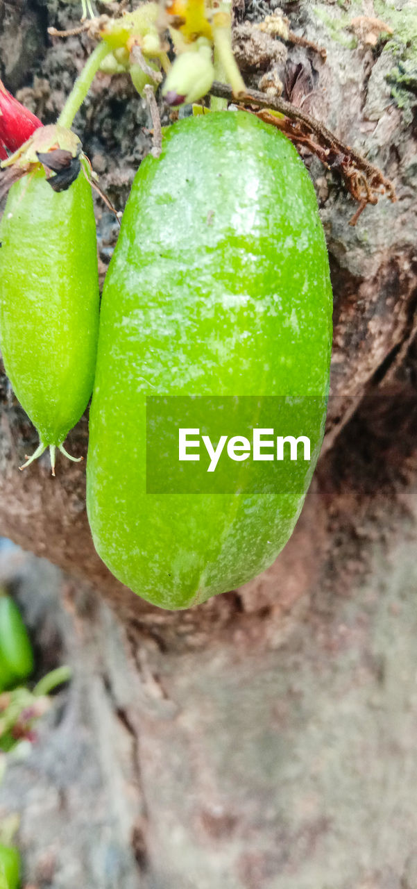 HIGH ANGLE VIEW OF GREEN FRUIT