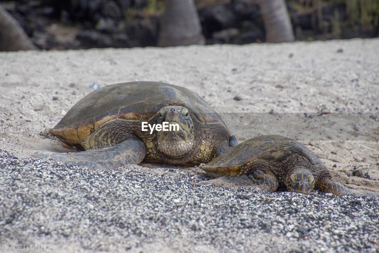 Close-up of a turtle on sand