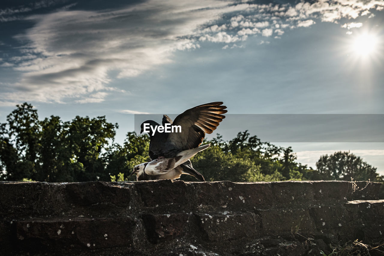 LOW ANGLE VIEW OF BIRD FLYING AGAINST TREES