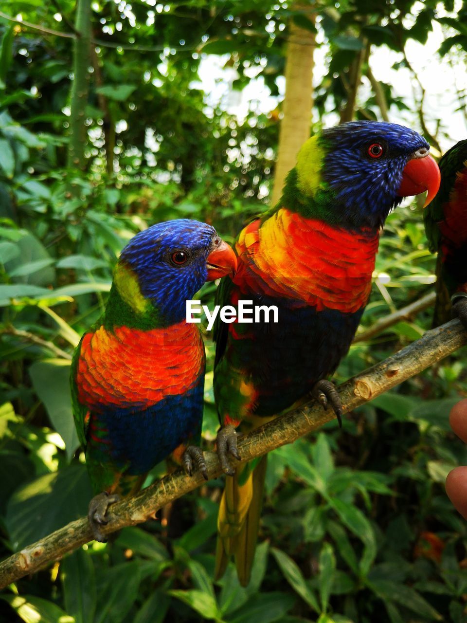 CLOSE-UP OF TWO BIRDS PERCHING ON BRANCH