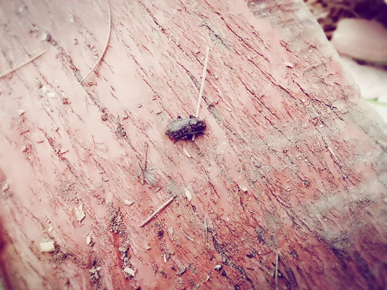 CLOSE-UP OF INSECTS ON WHITE SURFACE