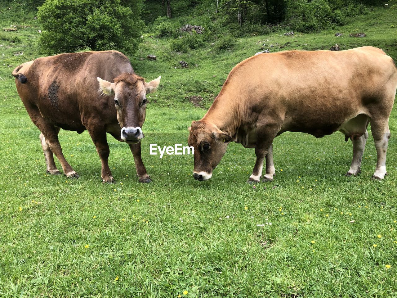 Two cows on a field 