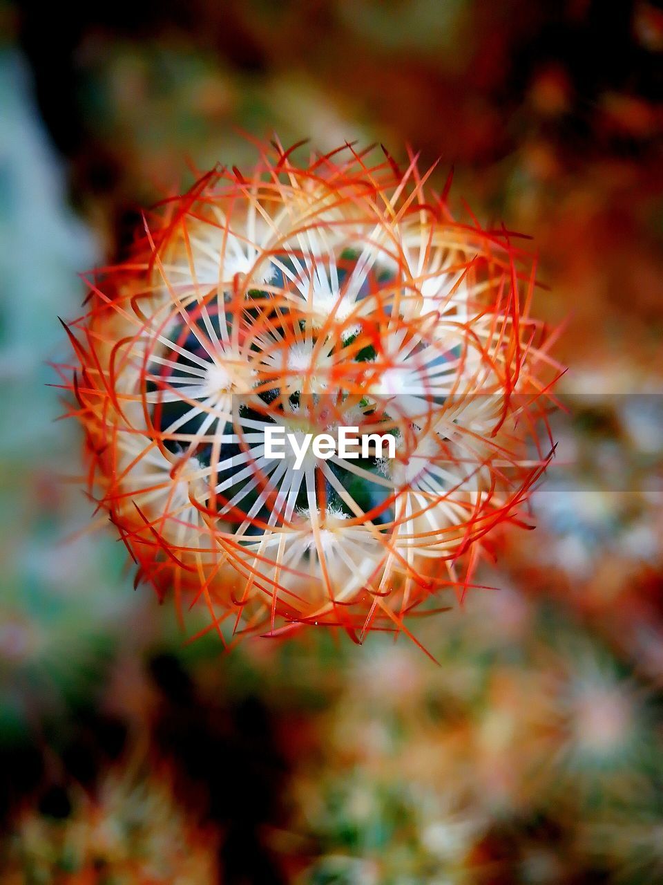 CLOSE-UP OF FLOWER GROWING IN FIELD