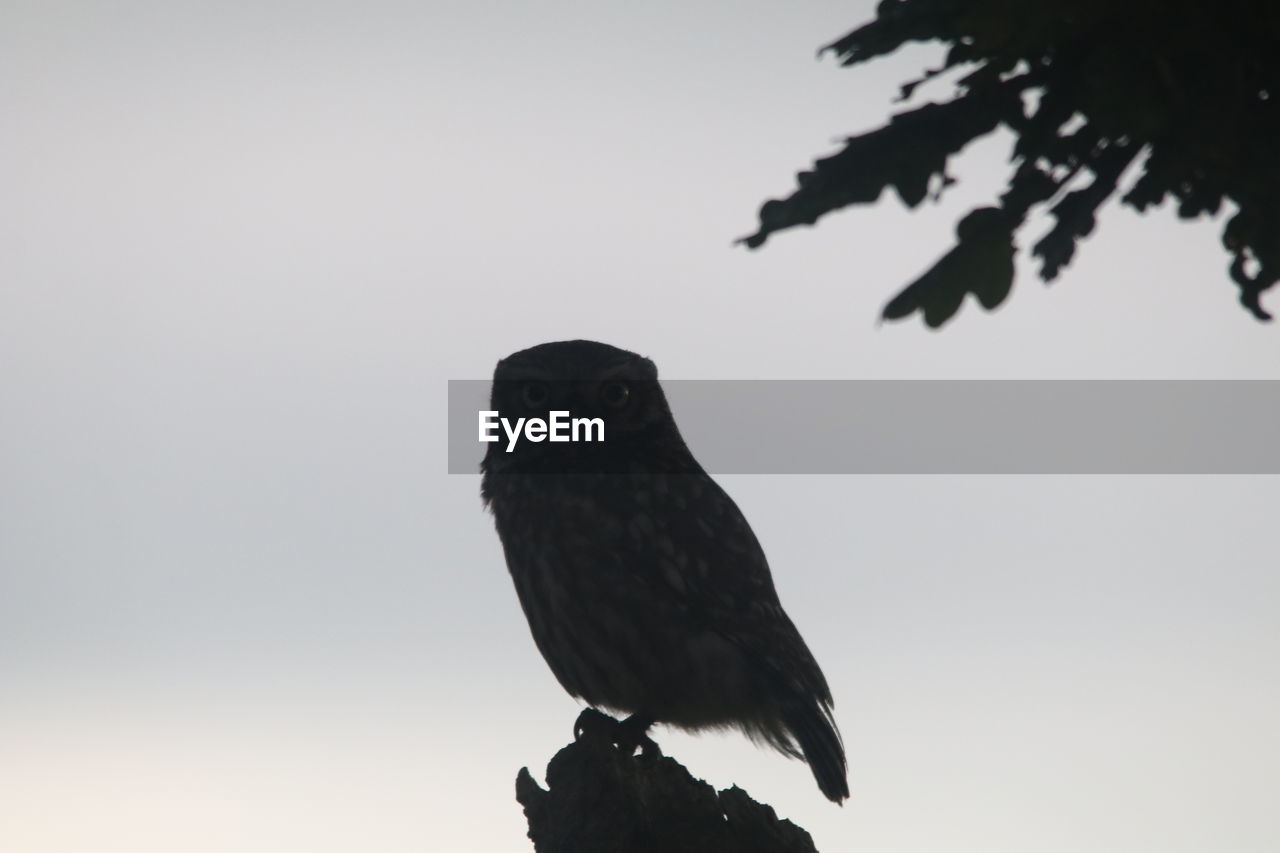 LOW ANGLE VIEW OF BIRD PERCHING ON TREE