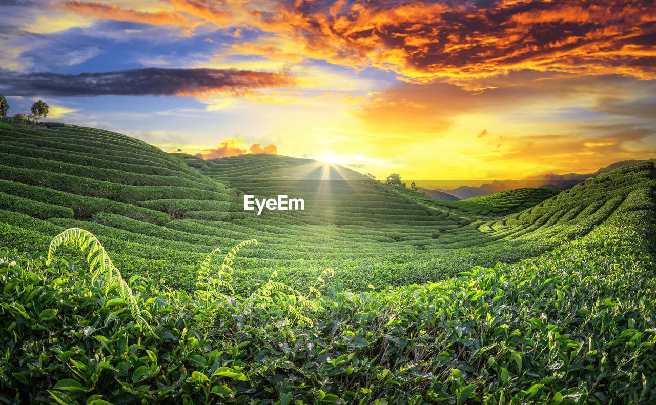 Scenic view of agricultural field against sky during sunset