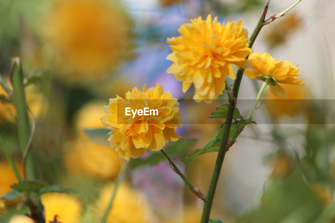 CLOSE-UP OF YELLOW FLOWER