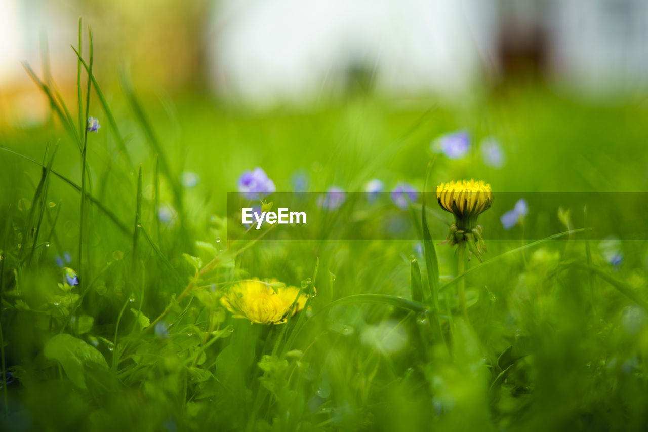 Close-up of yellow flowering plant on field