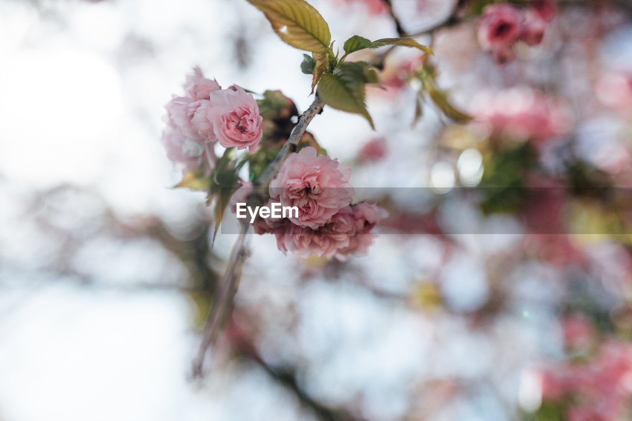 Close-up of pink cherry blossom